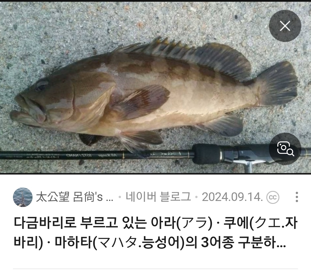 다금바리