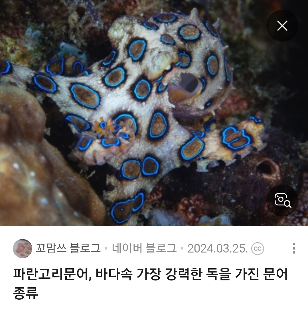 파란고리문어