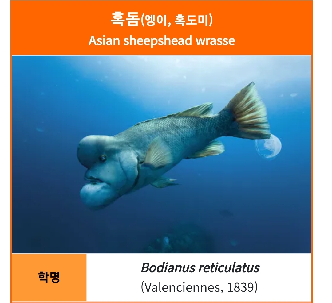 혹돔