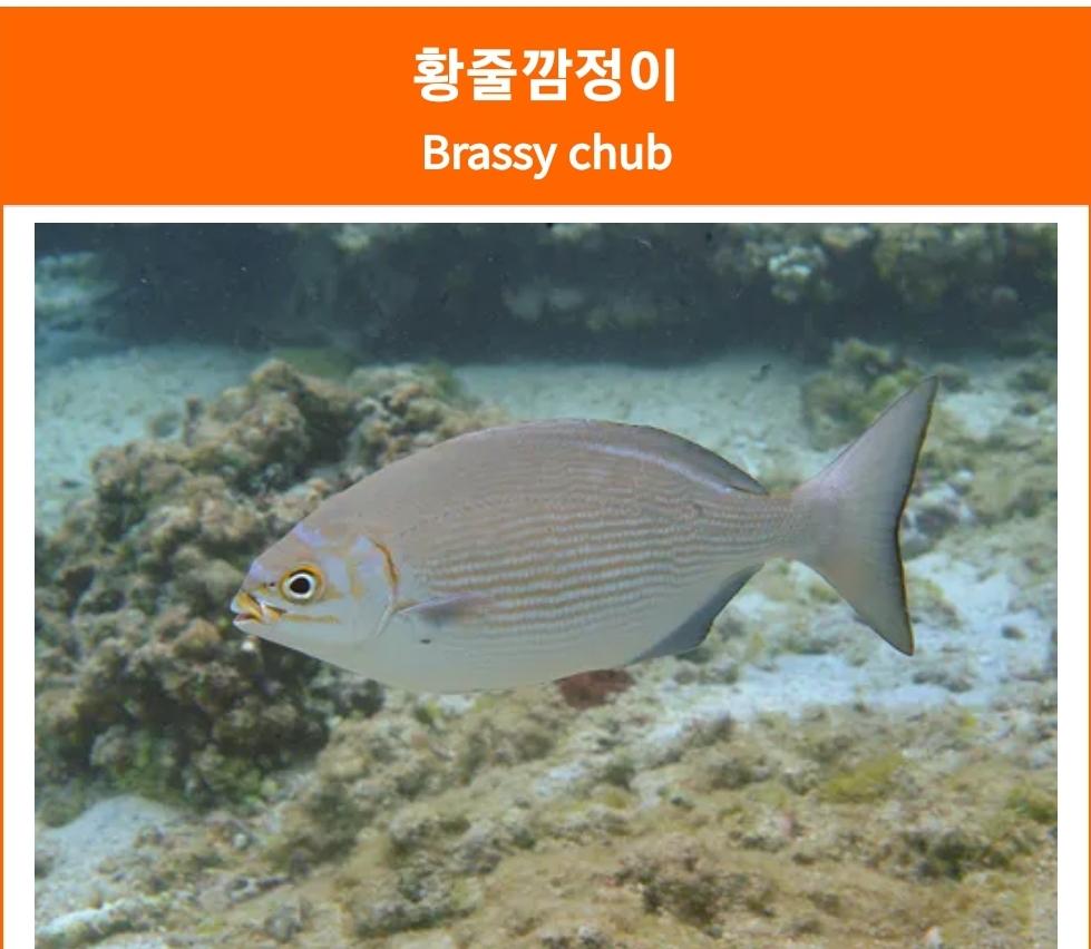 황줄깜정이